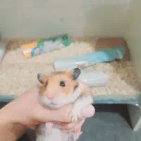 همستر کمپل|موش و خرگوش|اراک, |دیوار