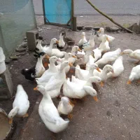 اردک گوشتی ۷ ماهه
