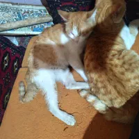 گربه خونگی جفت (باردار)