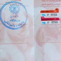 بچه گربه‌های شناسنامه‌دار|گربه|کرمانشاه, |دیوار