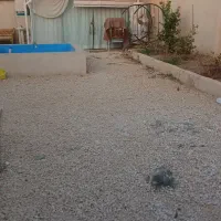 اجاره خانه باغ|اجارهٔ کوتاه‌مدت ویلا و باغ|کاشان, دانش|دیوار