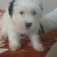 سگا اشپیز شیتزو