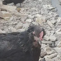 مرغ خروس گلین ریشی چهلتاج|حیوانات مزرعه|لردگان, |دیوار