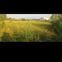 برنج خوراکی