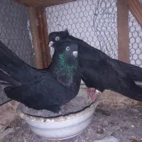 کبوتر ذاغ کلاه دار|پرنده|قائمشهر, |دیوار