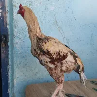 خروس باکستانی|حیوانات مزرعه|ایرانشهر, |دیوار