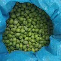 فروش زیتون  تازه چیده شده