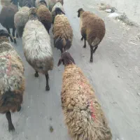 گوسفندقزل بره دار جوان
