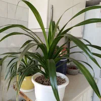 گل طبیعی قیمت مناسب|گل و گیاه طبیعی|قزوین, |دیوار