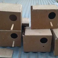 لونه کوتوله