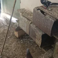 کبوتر گله ای|پرنده|کنارک, |دیوار