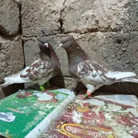 کله سرخ چشم ونوک سفید