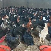 طاقچه ۱۰۰ روزه + جهادی گلپایگان مشکی بلک استار|حیوانات مزرعه|مشهد, تبادکان|دیوار