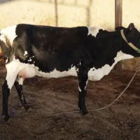 گاو و گوساله وبزوکهره