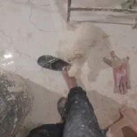 سگ تریر|سگ|زنجان, |دیوار