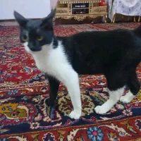 گربه آروم وخونگی