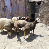 میش افشار مهربانی
