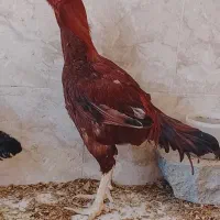 مرغ و عروس لاری