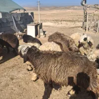 میش بره نر|حیوانات مزرعه|پاسارگاد, |دیوار