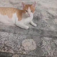 واگذاری گربه خانگی