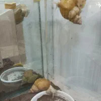 حلزون بزرگ|خزنده|بناب, |دیوار