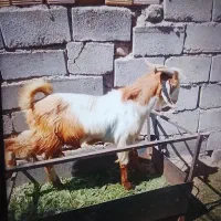 6عدد گوسفند