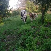 گاوشیری هلشتاین گوساله نر سمینتال جنس|حیوانات مزرعه|کلاچای, |دیوار