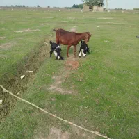 بز سه قلو زا ابستن و بزغاله های نر چوش چبش|حیوانات مزرعه|تاتار علیا, |دیوار