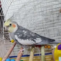 عروس هلندی|پرنده|بیجار, |دیوار