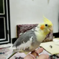 عروس هلندی نر|پرنده|جوانرود, |دیوار
