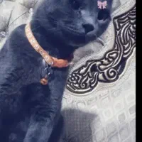 گربه خانگی بسیار باهوش تمیز