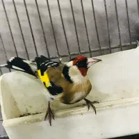 جوجه سهره رسمی پایزه|پرنده|پاکدشت, پاکدشت (مامازند)|دیوار