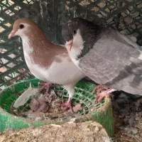 چندتا کبوتر|پرنده|گناباد, |دیوار