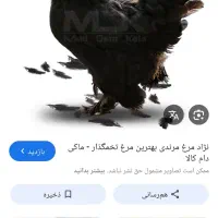 فروش تخم مرغ مرندی و لاکننزی|حیوانات مزرعه|کرمان, |دیوار