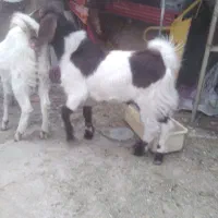 دوبزپاکستانی