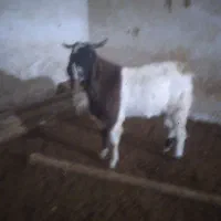 بز نر|حیوانات مزرعه|سردرود, |دیوار