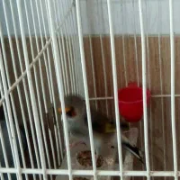 سهره و قناری فوری فروشی