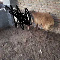 توقلی نر قرمز