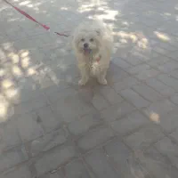 سگ خانگی