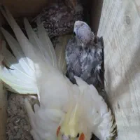 جوجه عروس هلنی