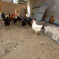 فروش مرغ و خروس محلی، ابپخش|حیوانات مزرعه|آبپخش, |دیوار