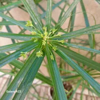 گل نخل مرداب زیبا|گل و گیاه طبیعی|کرمانشاه, |دیوار