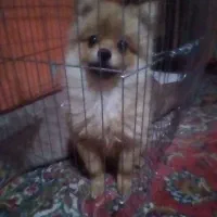 واگذاری پامرنین نر کوچیک سایز