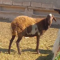 شیشک میش بز