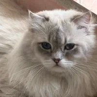 اسکاتیش نر عقیم