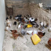 مرغ و خروس|حیوانات مزرعه|جم, |دیوار