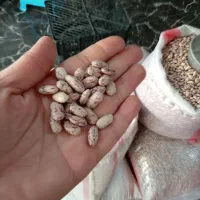 حبوبات لوبیاچیتی، عدس