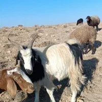 بزغاله درجه یک تخم دار افغان