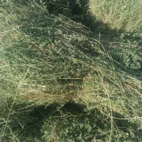 یونجه یا بیده|لوازم جانبی حیوانات|جوین, |دیوار