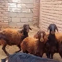 بره همو